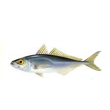 jureles